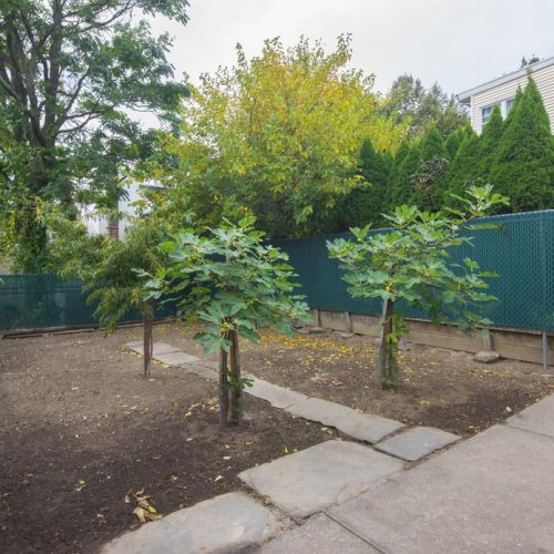 241 68th Street Backyard